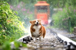 Собака на железнодорожных путях